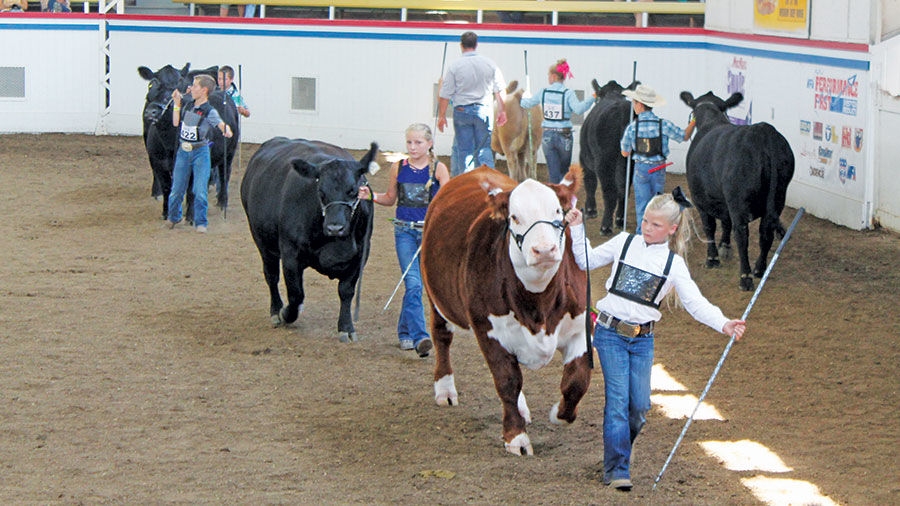 Exhibitors show their cattle during the junior showmanship event at the Coliseum during the Missouri State Fair in Sedalia.
